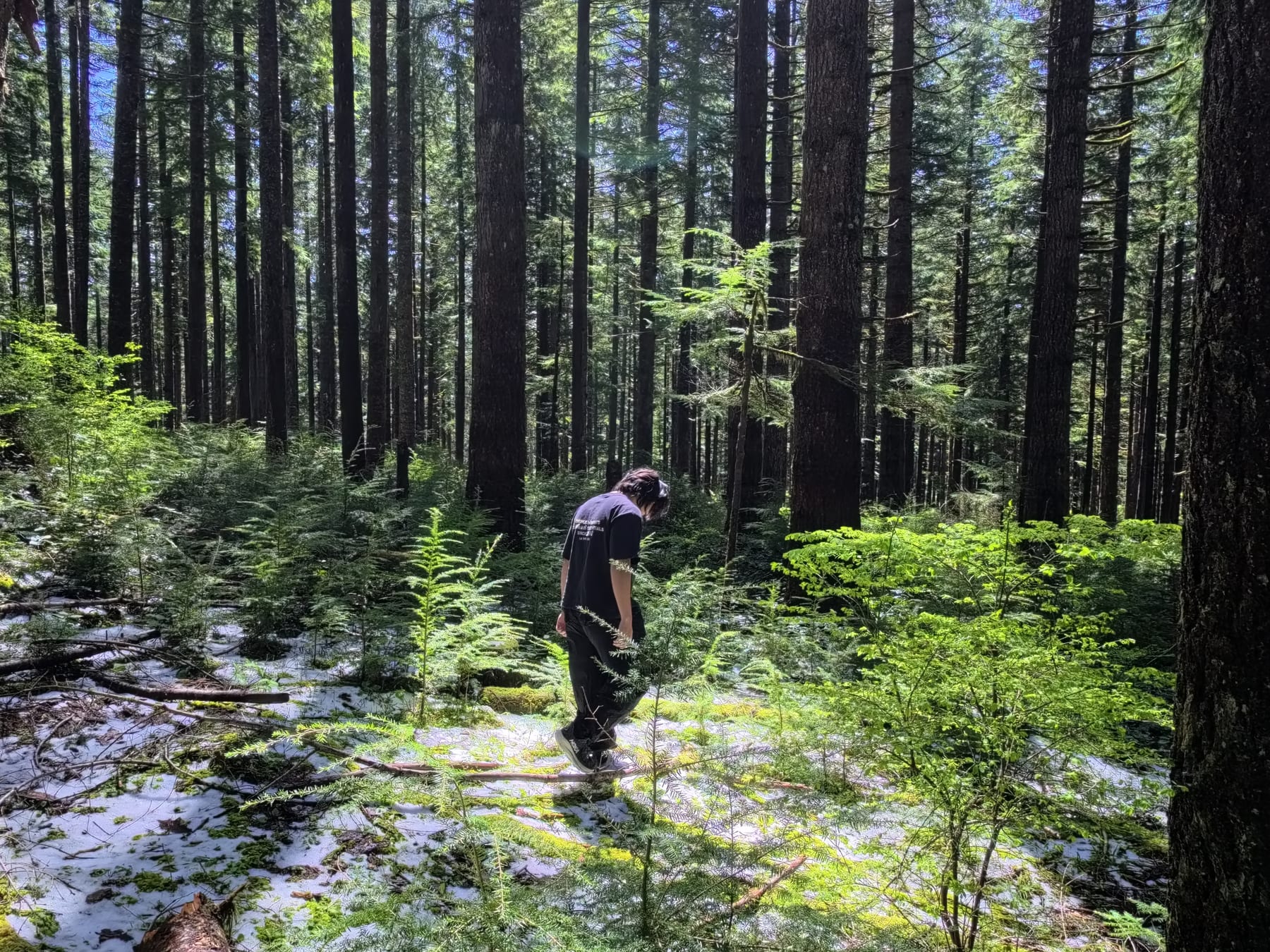 w.ill walking through the forest